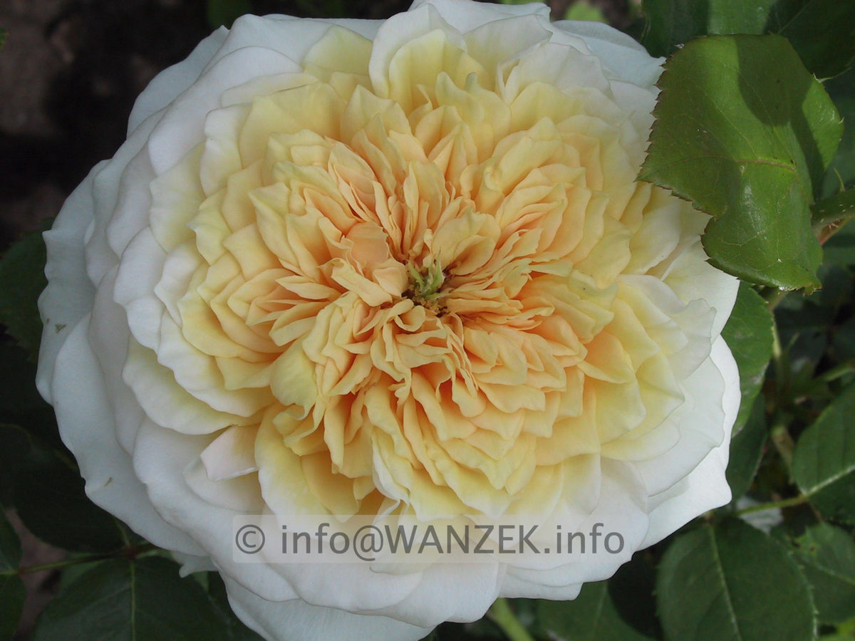 Strauchrose English Garden.JPG